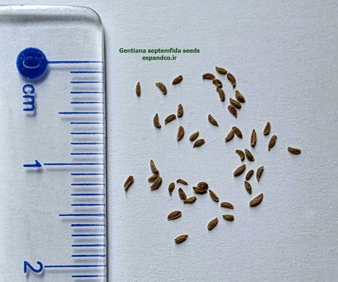 Gentiana septemfida seeds